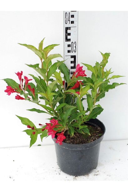 Вейгела червона Red Prince саджанець С3 30-40 см