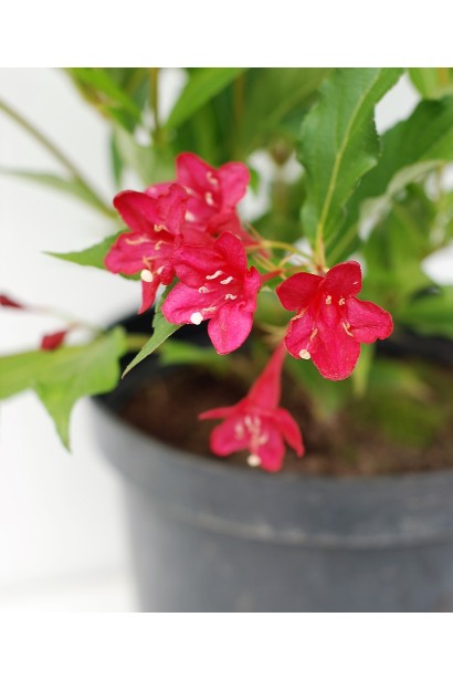 Вейгела гібридна Ред Принц малинові дзвоники