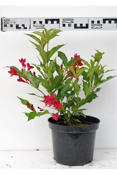 Вейгела гібридна Ред Принц діаметр 25-30 см