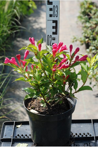 Вейгела гібридна Ред Принц саджанець в горщику в садовому центрі