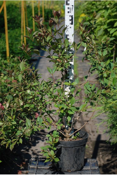 Вейгела квітуча Victoria контейнер 5 л, висота 60-70 см