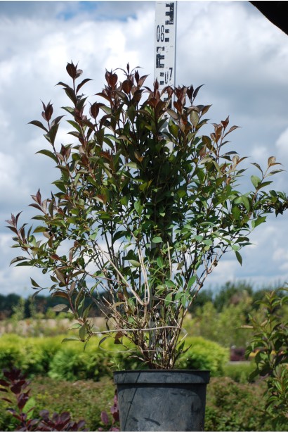 Вейгела червона Вікторія горщик 5 л, висота 60-70 см