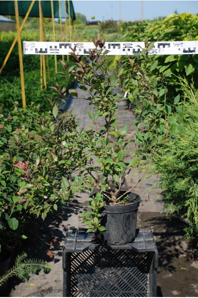 Вейгела квітуча Вікторія С5 діаметр 40-50 см