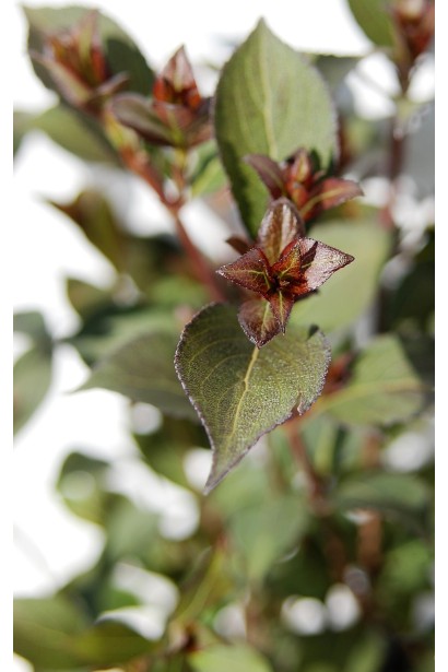 Буро-зелене молоде листя вейгели Вікторія