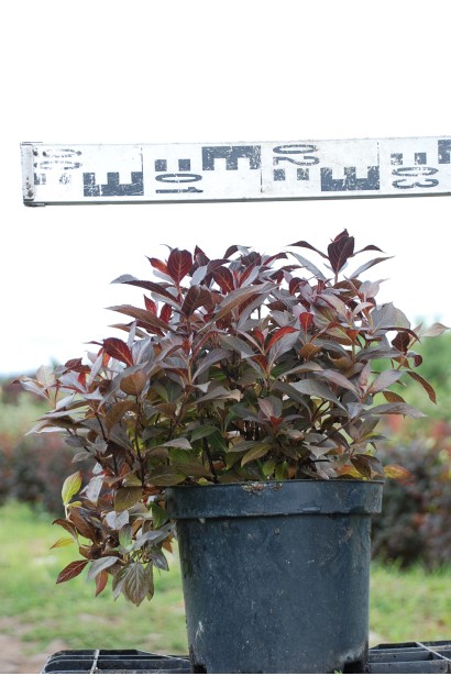 Вейгела квітуча Міднайт Вайн саджанець С3 діаметр 25-30 см