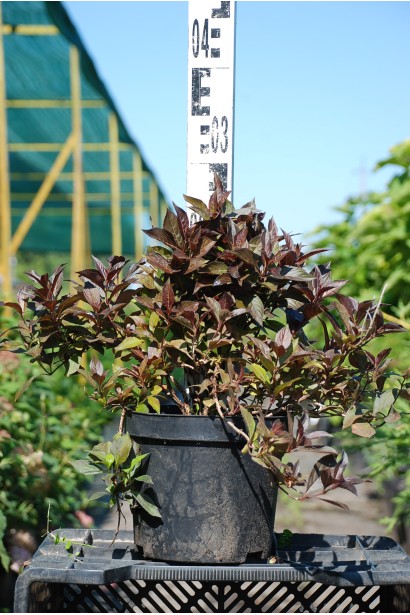 Вейгела квітуча Ельвера горщик 3 л