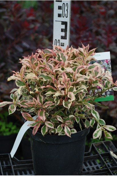 Вейгела квітуча Монет висота 20-25 см