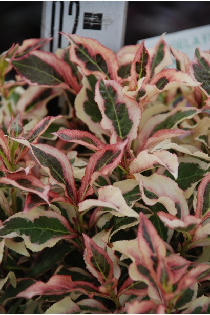 Вейгела квітуча Монет листя з біло-рожевою облямівкою