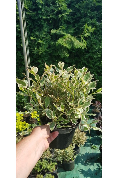 Вейгела квітуча Вервей контейнер 3 л