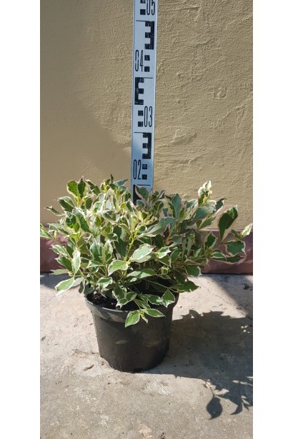 Вейгела квітуча Монет в горщику висота 15-20 см 3 л, висота 