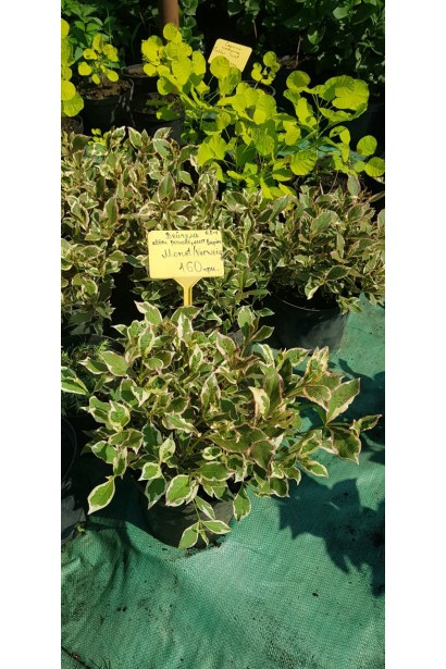 Вейгела квітуча Монет в садовому центрі