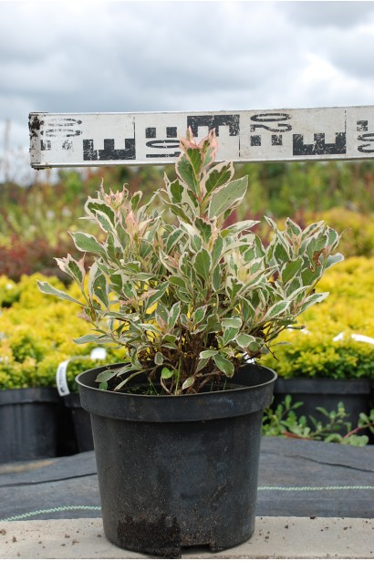 Вейгела квітуча Монет діаметр 20-30 см