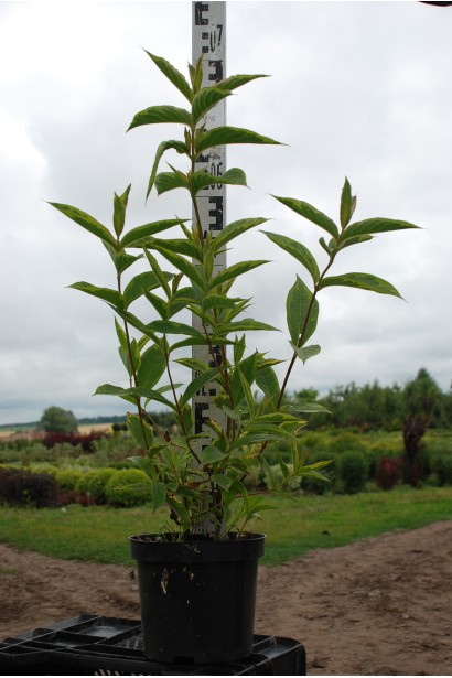 Вейгела цветущая Мулен Руж контейнер 5 л, высота 60-70 см