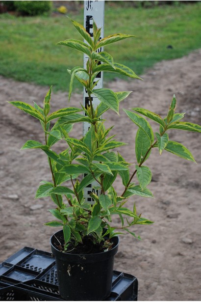 Вейгела цветущая Мулен Руж в горшке 3 л