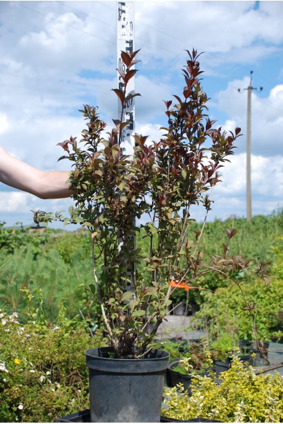 Вейгела квітуча Танго | Вейгела цветущая Танго | Weigela florida Tango
