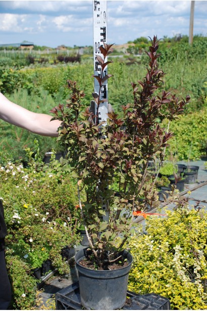 Вейгела квітуча Танго | Вейгела цветущая Танго | Weigela florida Tango