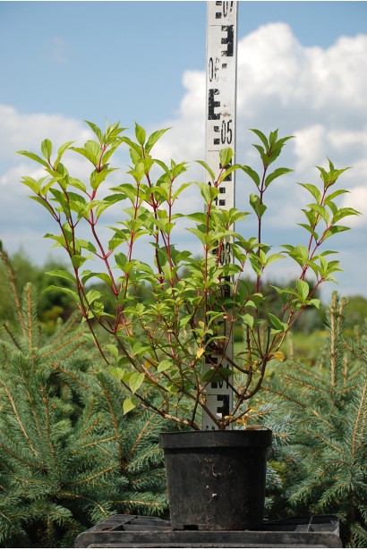 Гортензія волотиста Ванілла Фрейз ® / Ренні ® | Hydrangea paniculata Vanille Fraise ® / Renhy ® | Гортензия метельчатая Ванилла Фрейз ® / Ренни ®