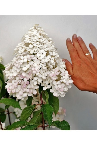 Розмір квітки гортензії Ренні