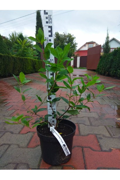 Гортензія Ванілла Фрейз горщик 3 л