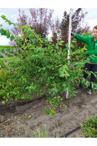 Ирга ламарка в поле