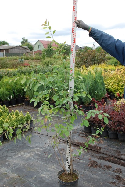 Ирга ламарка в горшке 5 л