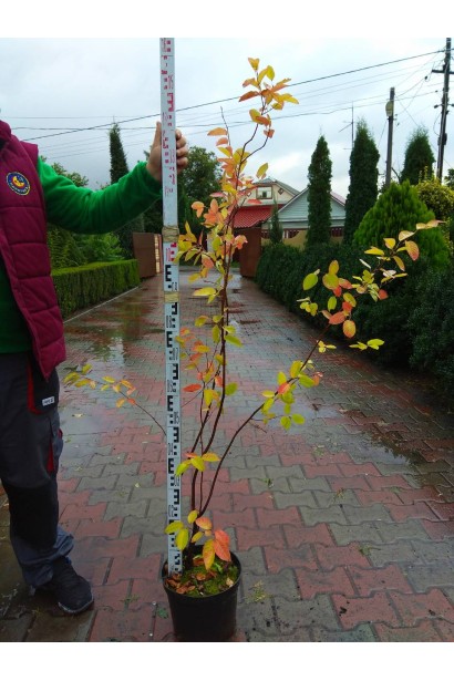 Ирга ламарка контейнер 5 л 140-160 см