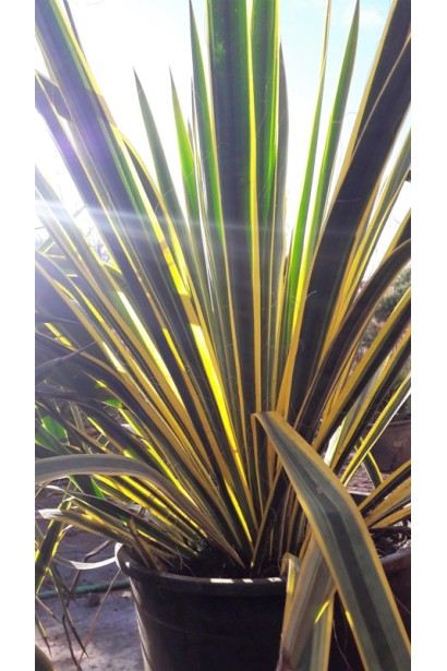 Юкка нитчата Брайт Едж із контрастним жовтим оздобленням.