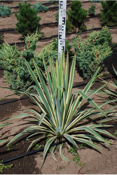 Юкка нитчата Брайт Едж - ком/вис.70см/Ø40-60см