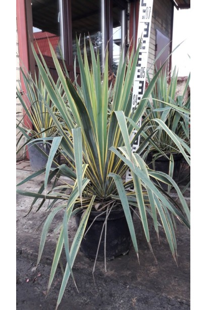 Yucca filamentosa Bright Edge
