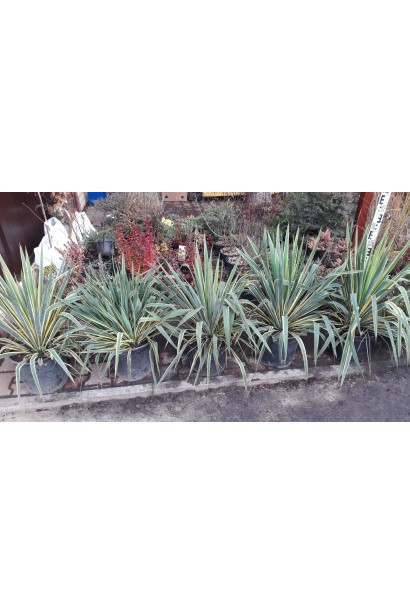 Yucca filamentosa Bright Edge
