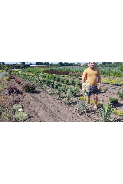 Юкка нитчата Брайт Едж в розсаднику Проксіма