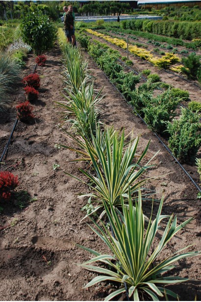 Юкка нитчата Брайт Едж 