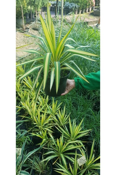 Юкка Колор Гуард — декоративна витривала рослина для вашого саду.