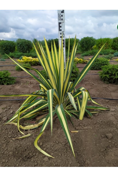 Yucca Color Guard — декоративний кущ із мечоподібним листям.