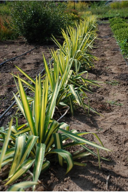 Юкка Колор Гуард в садовому центрі