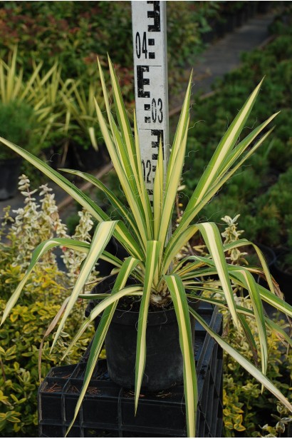 Yucca filamentosa Color Guard