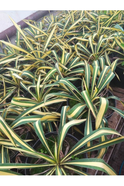 Юкка Колор Гуард із кремовими смугами на листках.