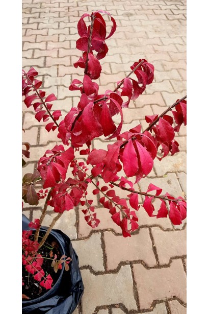 Яркие красные листья бруслины Компактус