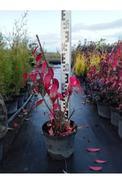 Бересклет Компактус стриженый саженец в горшке осенью