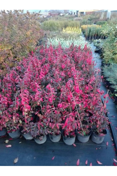 Бересклет крылатый Компактус саженцы в садовом центре