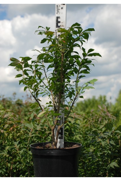 Брюхля Компактус в горшке 5 л