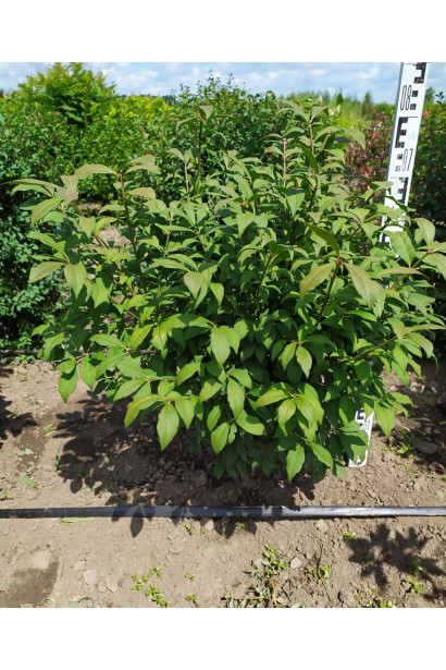 Бересклет крылатый Компактус в поле с комом 60-70 см