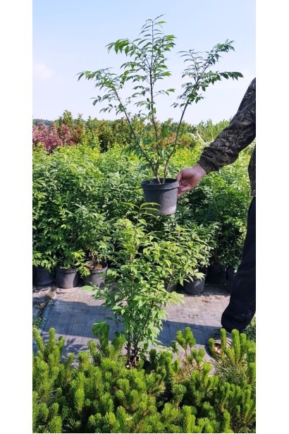 Бересклет Compactus контейнер 3 л