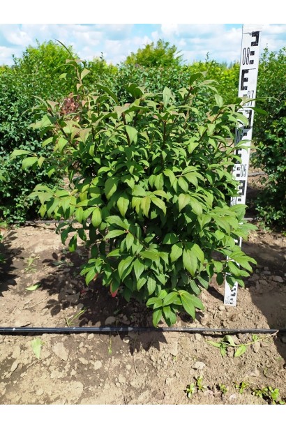 Euonymus alatus Compactus в питомнике