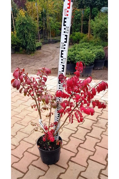 Бересклет Компактус в контейнере 5 л, высота 50-60 см