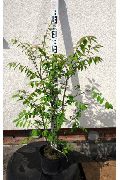 Бересклет Компактус высота 70-80 см