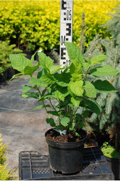 Гортензія Букет Троянд саджанець в горщику 3 л