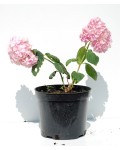 Гортензия широколистная Букет Роз | Гортензія широколистна Букет Троянд | Hydrangea macrophylla Bouquet Rose