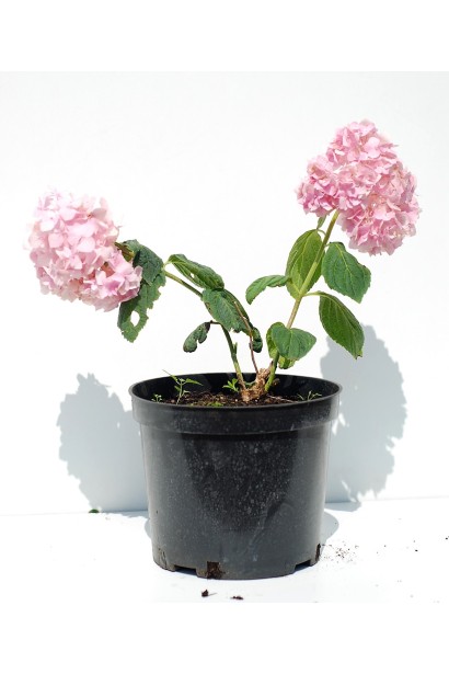 Гортензія Букет Троянд контейнер 3 л