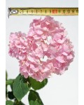 Гортензия широколистная Букет Роз | Гортензія широколистна Букет Троянд | Hydrangea macrophylla Bouquet Rose